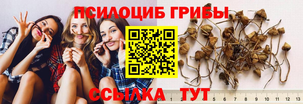 Галлюциногенные грибы Psilocybine cubensis Дагестанские Огни